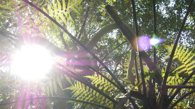 Python snake in natural environment hunting in forest - Diamond Python