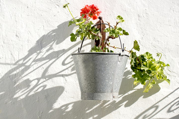 Geranium hanging outside