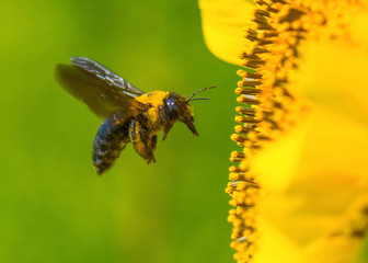 Carpenter Bee Flying