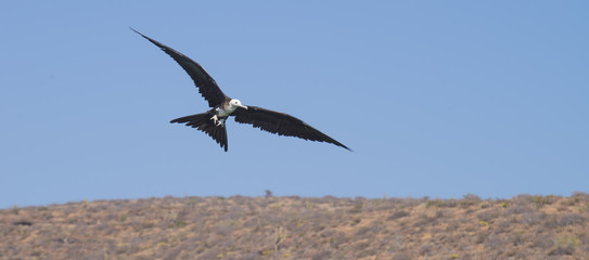 Frigate Bird Nest Isla Espiritu Santo, Sea Of Cortes, La Paz Baja California Sur. Mexico