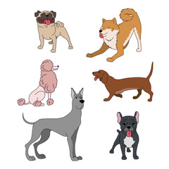 Dogs breeds cartoon set great dane, french bulldog, poodle, husky, dachshund pug on white vector collection - obrazy, fototapety, plakaty