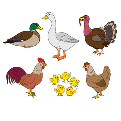 Farm animals set, vector with chicken family and farm items. Set of domestic birds. Cute hen, rooster, chicks, duck, turkey.