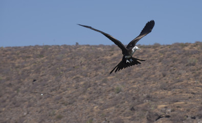 Naklejka premium Frigate Bird Nest Isla Espiritu Santo, Sea Of Cortes, La Paz Baja California Sur. Mexico
