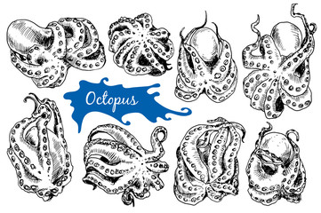 Octopus in sketch style