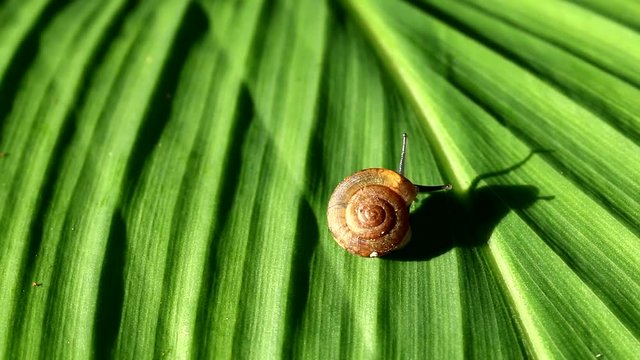 snail crawling on leaf.