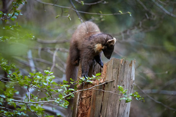 Close Up, European pine marten, Martes martes, slender forest beast looking for prey on top of the tree trunk against blurred background. European forest carnivoran in typical spruce environment.