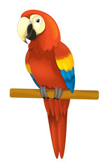 Fototapeta premium cartoon isolated animal - parrot sitting looking and resting - illustration for children