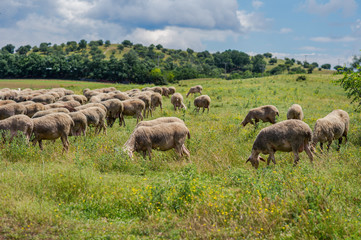 Sheeps graze on a meadow of mountain at sunset of Greece. 