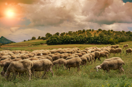 Sheeps graze on a meadow of mountain at sunset of Greece. 