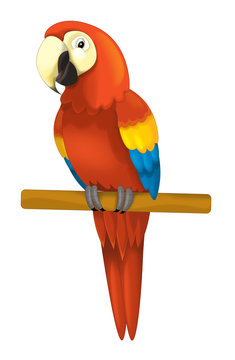 Fototapeta cartoon isolated animal - parrot sitting looking and resting - illustration for children