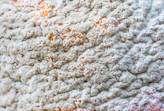 Fundo de casca de laranja com bolor.