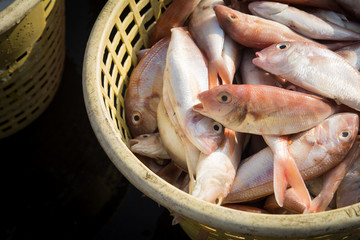 Many fresh fish in a basket for delivery to the market.