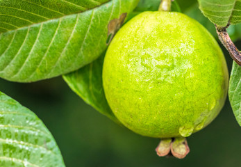 Goiaba verde.