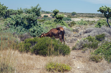 Goats graze on a meadow of mountain at sunset of Greece. Cow on the mountain opposite sea