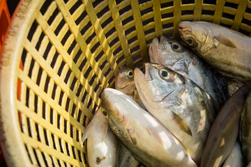Many fresh fish in a basket for delivery to the market.