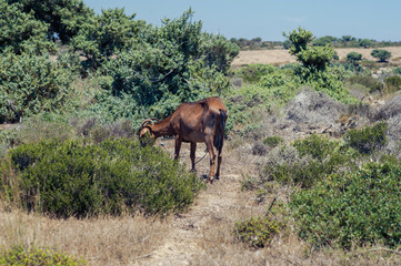 Goats graze on a meadow of mountain at sunset of Greece. Cow on the mountain opposite sea