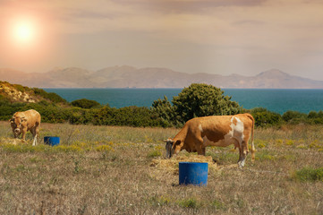 Cows graze on a meadow of mountain at sunset of Greece. Cow on the mountain opposite sea.