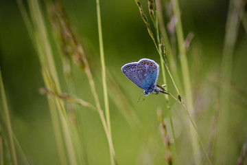 motyl