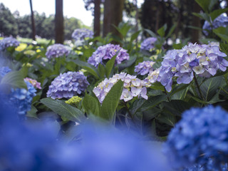紫陽花