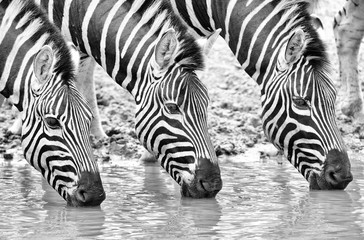 Fototapeta na wymiar triple zebra