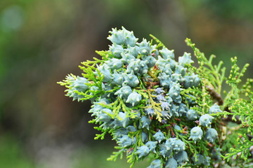 Foliage with female cones of Thuja orientalis