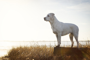 Junger Labrador Retriever Hund Welpe am Strand in Dünen bei Sonnenuntergang vor dem Meer 