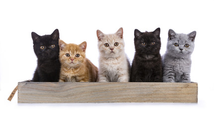Row of five British Shorthair cats / kittens sitting on a wooden tray isolated on white background...