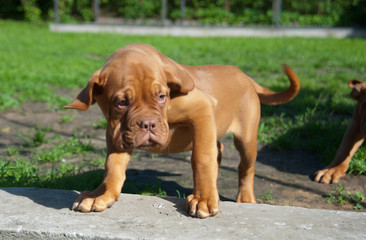 one puppy Dogue de Bordeaux