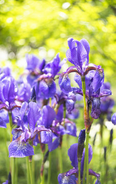 A photo of  beautiful Siberian iris flowers in a garden. The alternative name of Siberian Iris is Siberian flag. Selective focus.