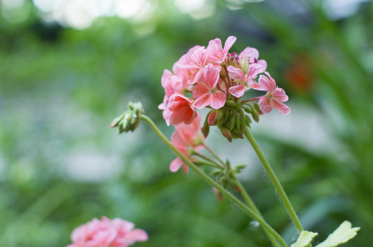 A photo of pink geranium flowers in a garden. Selective focus.