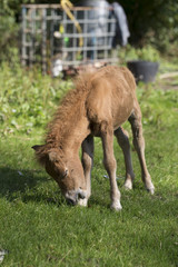 Naklejka na ściany i meble A baby pony is eating grass