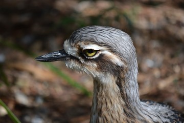 A bird portrait