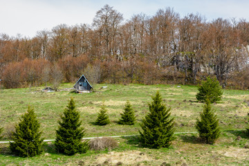 Small mountain hut on a hill with pine trees in the foreground and leafless trees in the background