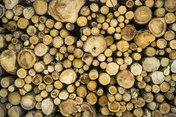 Firewood