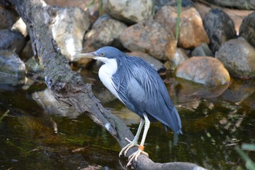 A blue bird standing on a branch