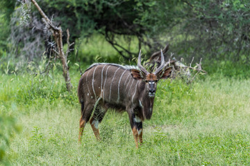 Bush Buck