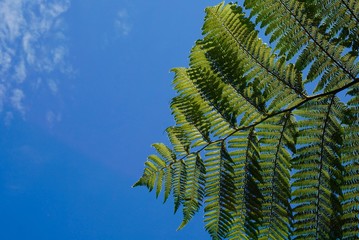 Green fern in blue sky in New Zealand