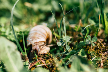 Photo of the little snail in the grass