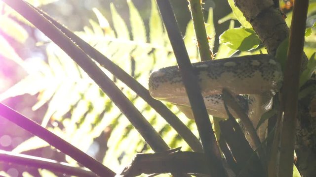 Snake reptile in rain forest Diamond Python (Morelia spilota)