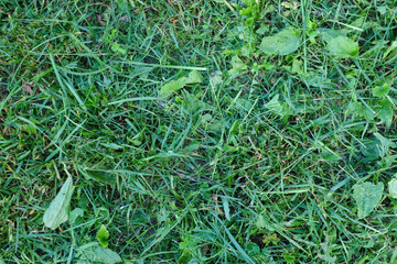 mowed green grass background