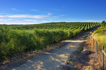 Fototapeta na wymiar Rural landscape. Olive grove. Portugal