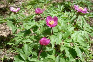 Wild Peony In Nebrodi Park, Sicily