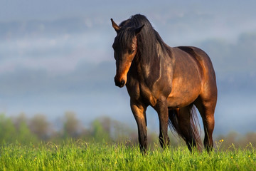 Bay horse with long mane portrait outdoor in sunrise fog