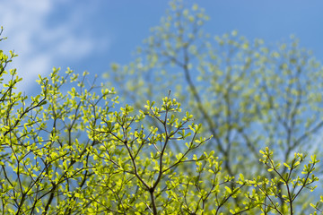 tree branch in the spring season.