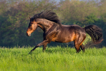 Fototapeta na wymiar Bay horse run fast on spring field