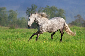 Fototapeta na wymiar Beautiful white horse run and jump on spring field