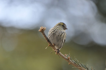 Erlenzeisig im Winter