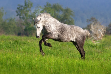 Fototapeta na wymiar Beautiful white horse run and jump on spring field