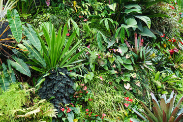 Obraz premium botanical garden