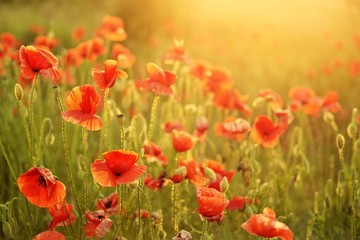 Beautiful summer poppy flowers with red petals. Blooming plants at sunset. Poppy field
